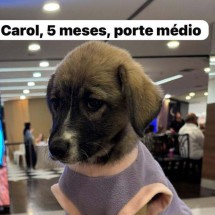 Carol, 5 meses -  (crédito: Minas Shopping/Projeto Cidadão)