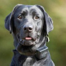 Minas proíbe uso e comércio de coleiras antilatido em animais - Freepik