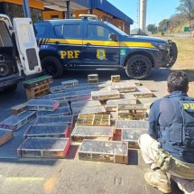 MG: PRF resgata 1.400 aves silvestres em situação de maus-tratos na BR-040 - Divulgação/PRF