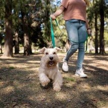 Cidade mineira discute sepultamento de pets em jazigo do próprio tutor  - Reprodução/Freepik