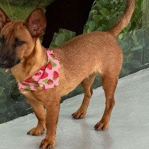 Shopping de BH promove feira de adoção com vacinação gratuita de pets - Minas Shopping/Projeto Cidadão