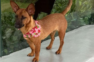 Shopping de BH promove feira de adoção com vacinação gratuita de pets