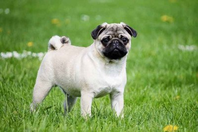 Existem quase 400 raças de cachorros pelo mundo, mas algumas são conhecidos por não latirem muito. Quer saber quais são? Confira a lista a seguir! -  (crédito: Imagem de Katrinbechtel por Pixabay)