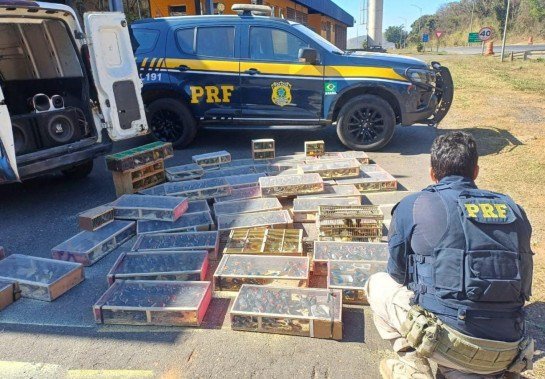 Divulgação/PRF