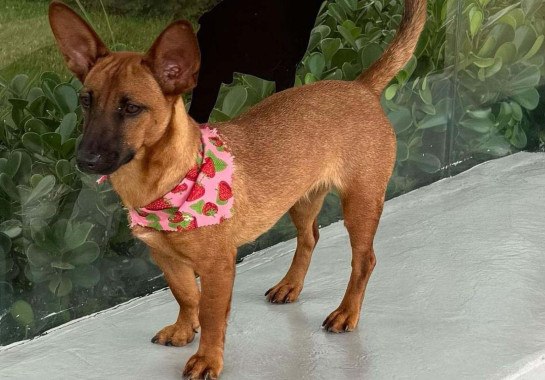 Shopping de BH promove feira de adoção com vacinação gratuita de pets