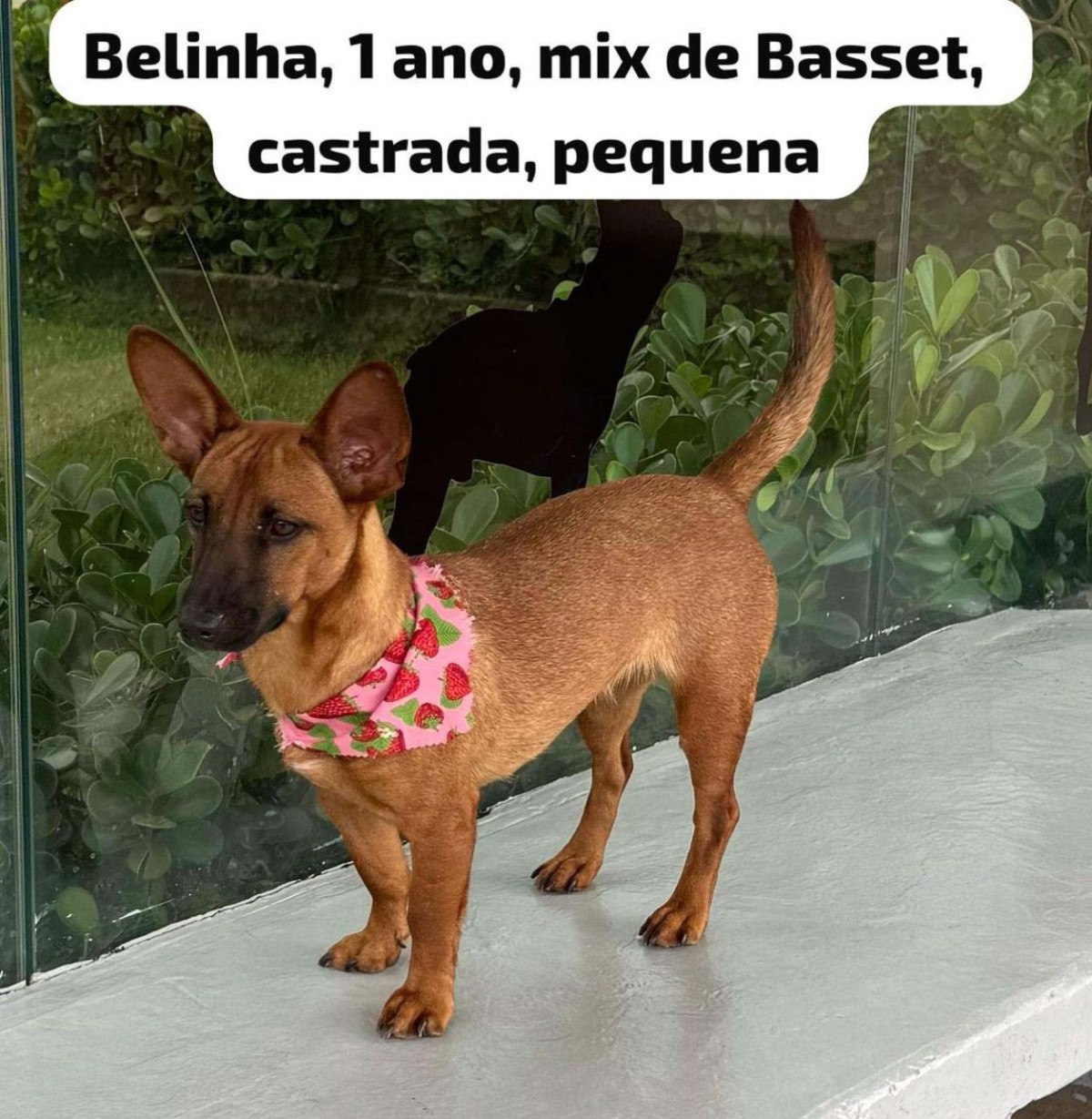 Belinha, 1 ano