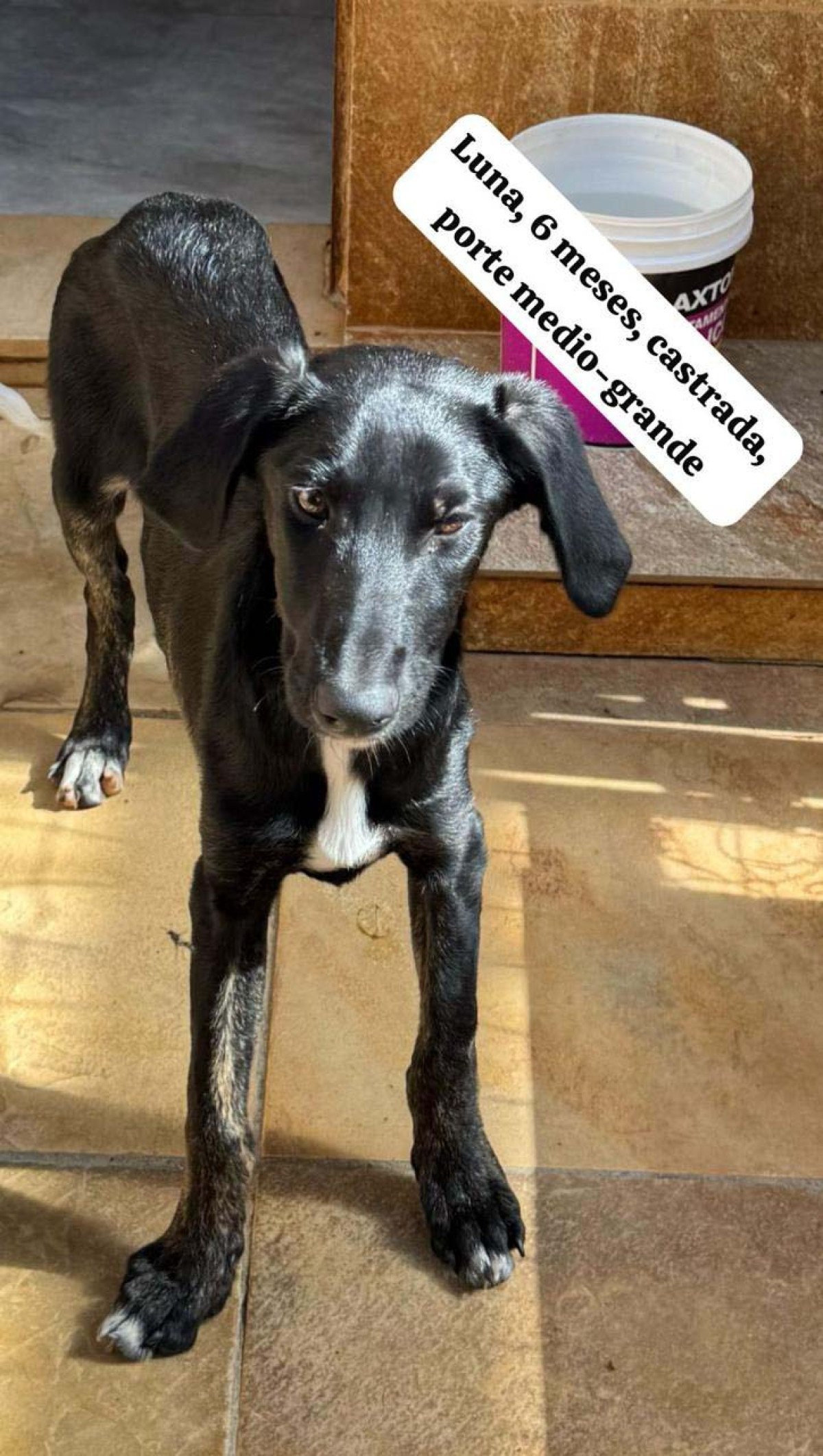 Luna, 6 meses