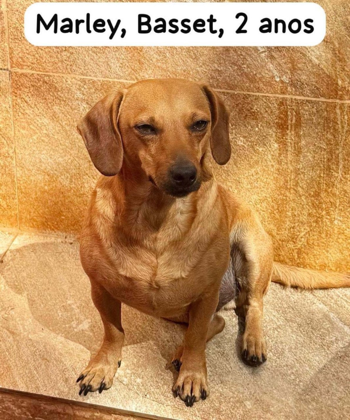 Marley, 2 anos