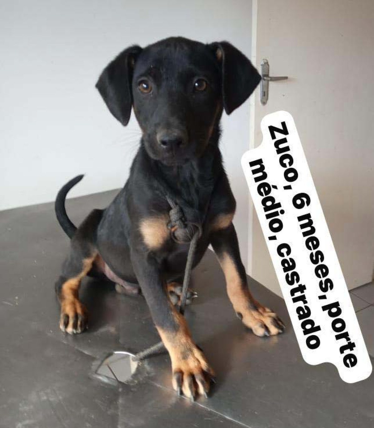 Zuco, 6 meses
