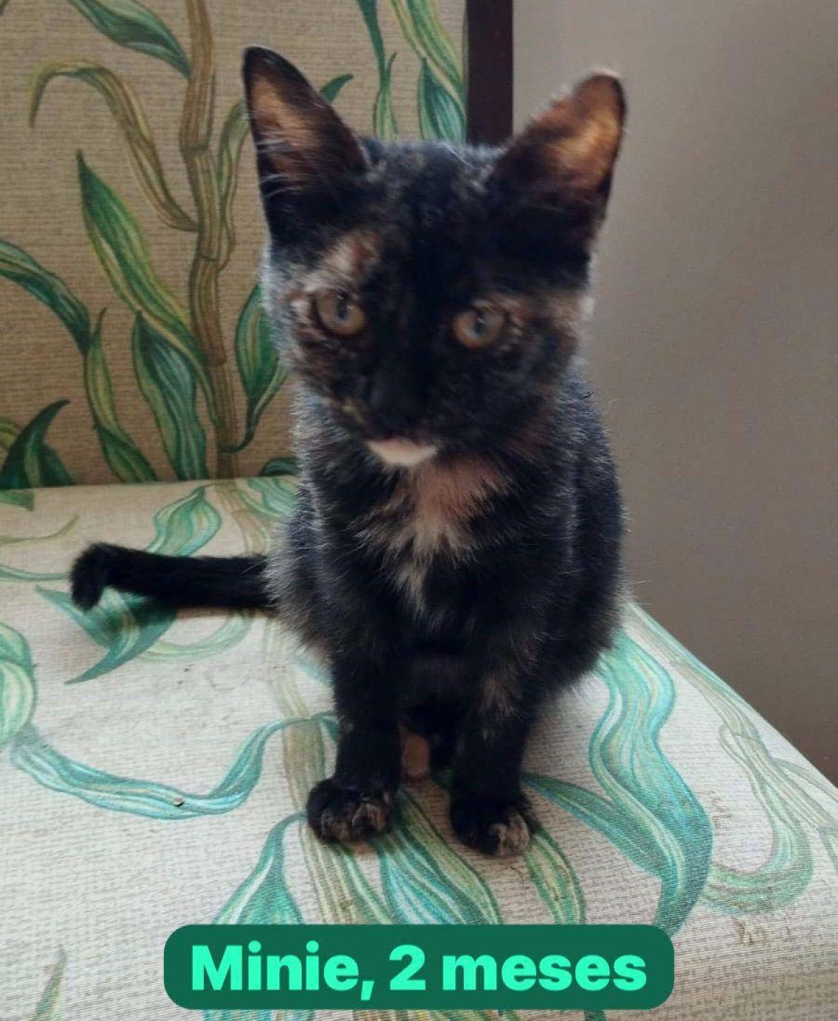 Minie, 2 meses