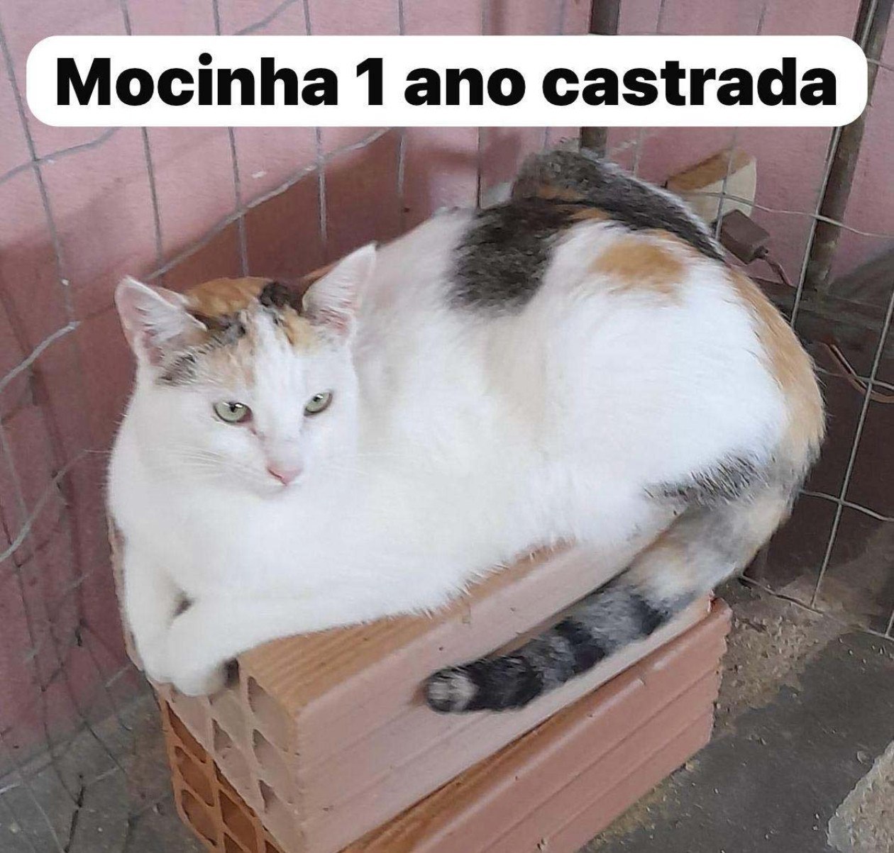 Mocinha, 1 ano
