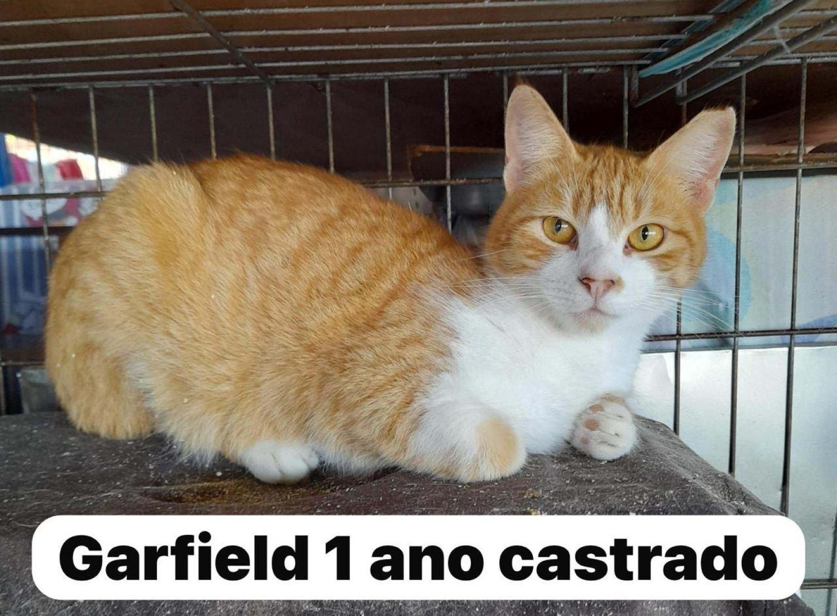 Garfield, 1 ano