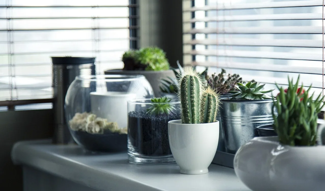 Harmonize o lar: plantas perfeitas para o bem-estar e a leveza na residência - Imagem de Milada Vigerova por Pixabay