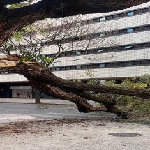 Queda de árvore interdita rua no Funcionários, em BH - CBMMG
