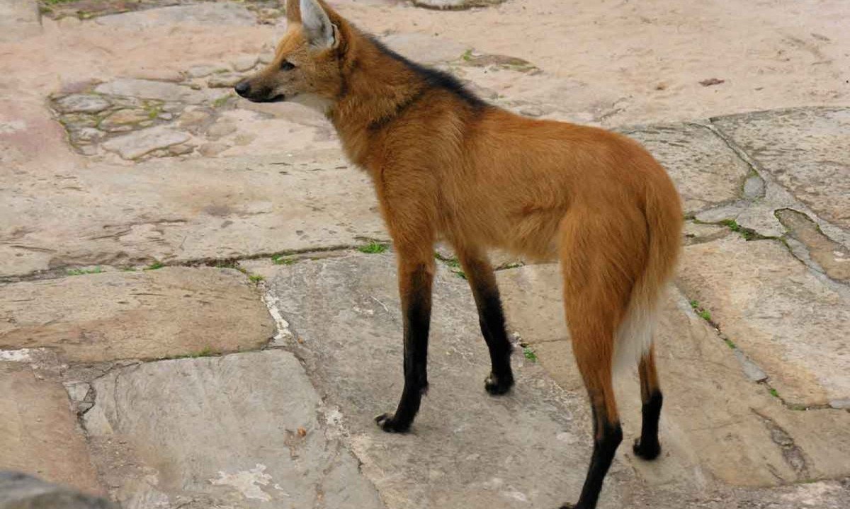 lobo-guará