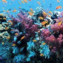 Brasil tem um dos maiores sistemas de corais do planeta - Imagem de Lisa por Pixabay