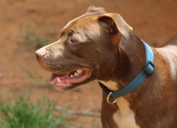 Cachorro da ra&ccedil;a pitbull foi capturado e preso em seu pr&oacute;prio canil -  (crédito: Creative/Commons/Divulga&ccedil;&atilde;o)