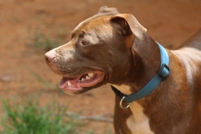 Casal ficou com os bra&ccedil;os feridos no ataque -  (crédito: Creative/Commons/Divulga&Atilde;&sect;&Atilde;&pound;o)