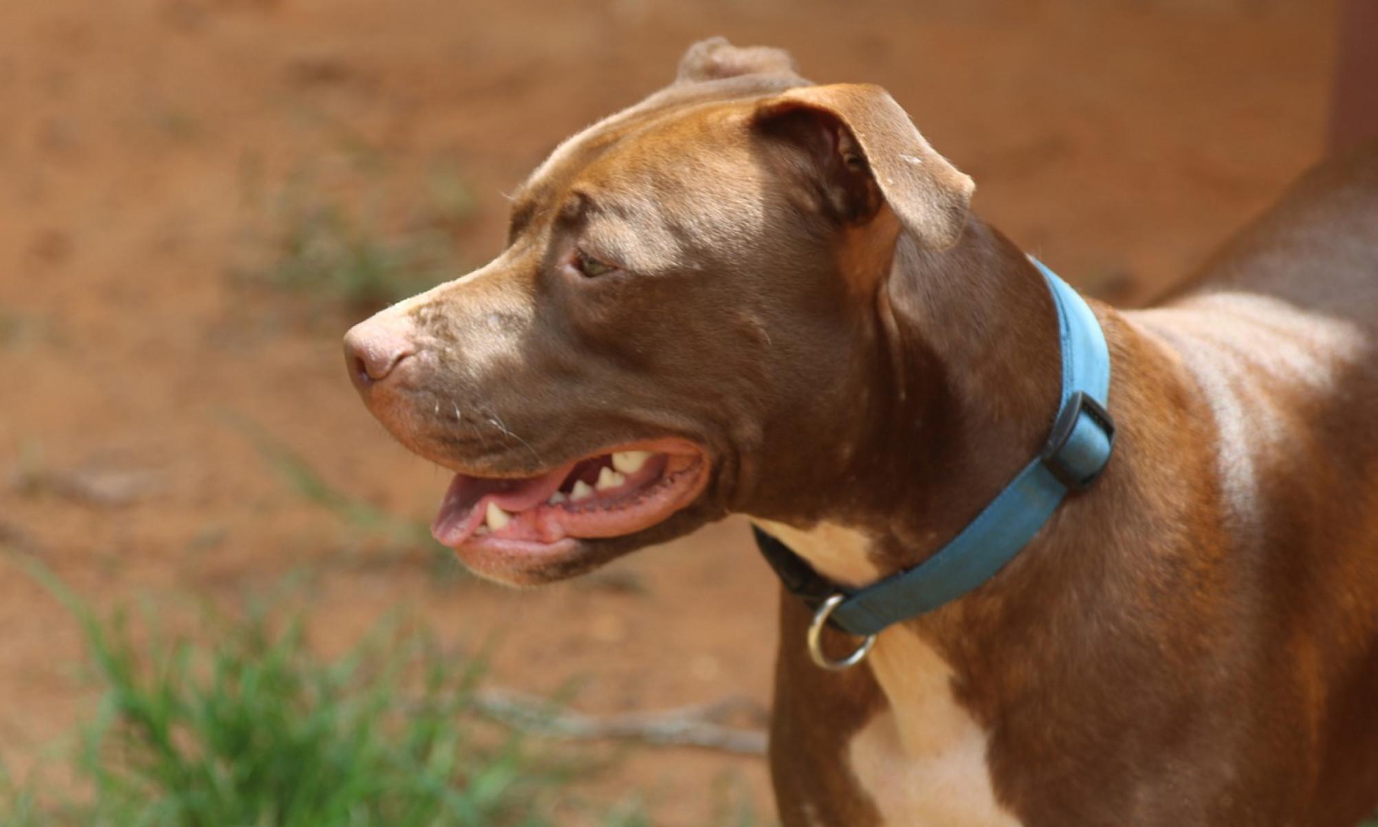 Menino de 3 anos tem rosto dilacerado por ataque de pibull no interior deMG -  (crédito: Creative/Commons/DivulgaÃ§Ã£o)