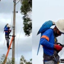 Arara faz 'declaração de amor' a técnico de energia e viraliza nas redes - Reprodução/TikTok