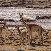 O Tierra Hotels Atacama consegue aliar com grande eficiência o teor aventureiro dos passeios do deserto com a observação das vicunhas  -  (crédito: Tierra Atacama/Divulgação )