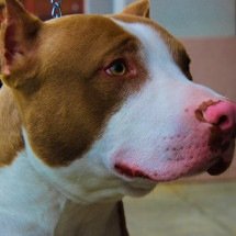 Menino é mordido no rosto por pitbull: ataques de cães dessa raça se sucedem de forma assustadora no país - Pixabay