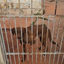 Denúncia leva polícia a resgatar cão em situação de maus-tratos; veja vídeo - PMMG