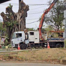 BH: via no Gameleira está fechada há 6 dias por causa de queda de árvore - Imagem cedida ao Estado de Minas