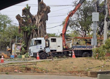 A árvore da espécie fícus está sendo suprimida. A causa por trás da queda não foi informada -  (crédito: Imagem cedida ao Estado de Minas)