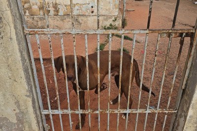 Polícia Militar de Meio Ambiente resgata cão em situação de maus tratos -  (crédito: PMMG)