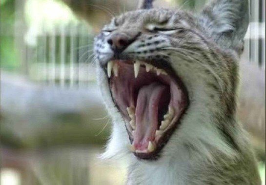 Facebook / Reprodução