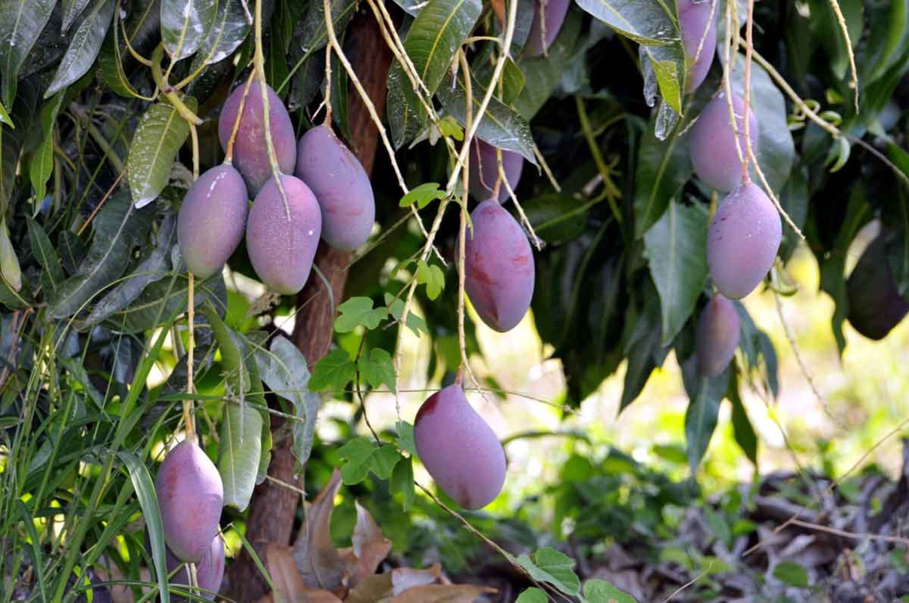 Frutas como a manga também estão na mira do tarifaço do governo norte-americano, que entra em vigor hoje  