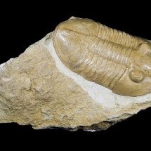 Fóssil de animal que viveu há 500 milhões de anos pode ter sido usado como ‘bijuteria’ por romanos; entenda - Wikimedia Commons/Didier Descouens