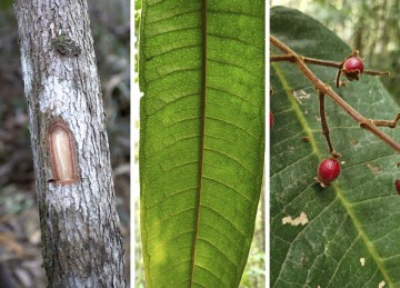 A nova espécie pertence à família Myrtaceae - a mesma das jabuticabas, pitangas e goiabas - e foi nomeada Myrcia magnipunctata -  (crédito: Reprodução/UFV)