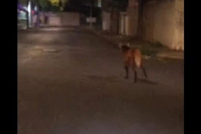 Vídeo:  Lobo-guará é flagrado correndo pelas ruas de Uberlândia -  (crédito: Reprodução/Redes sociais)