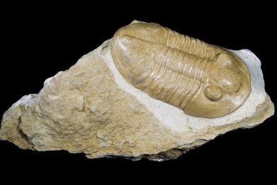 Um fóssil de um animal marinho que viveu há cerca de 500 milhões de anos foi encontrado por pesquisadores em um sítio arqueológico romano na Espanha. -  (crédito: Wikimedia Commons/Didier Descouens)