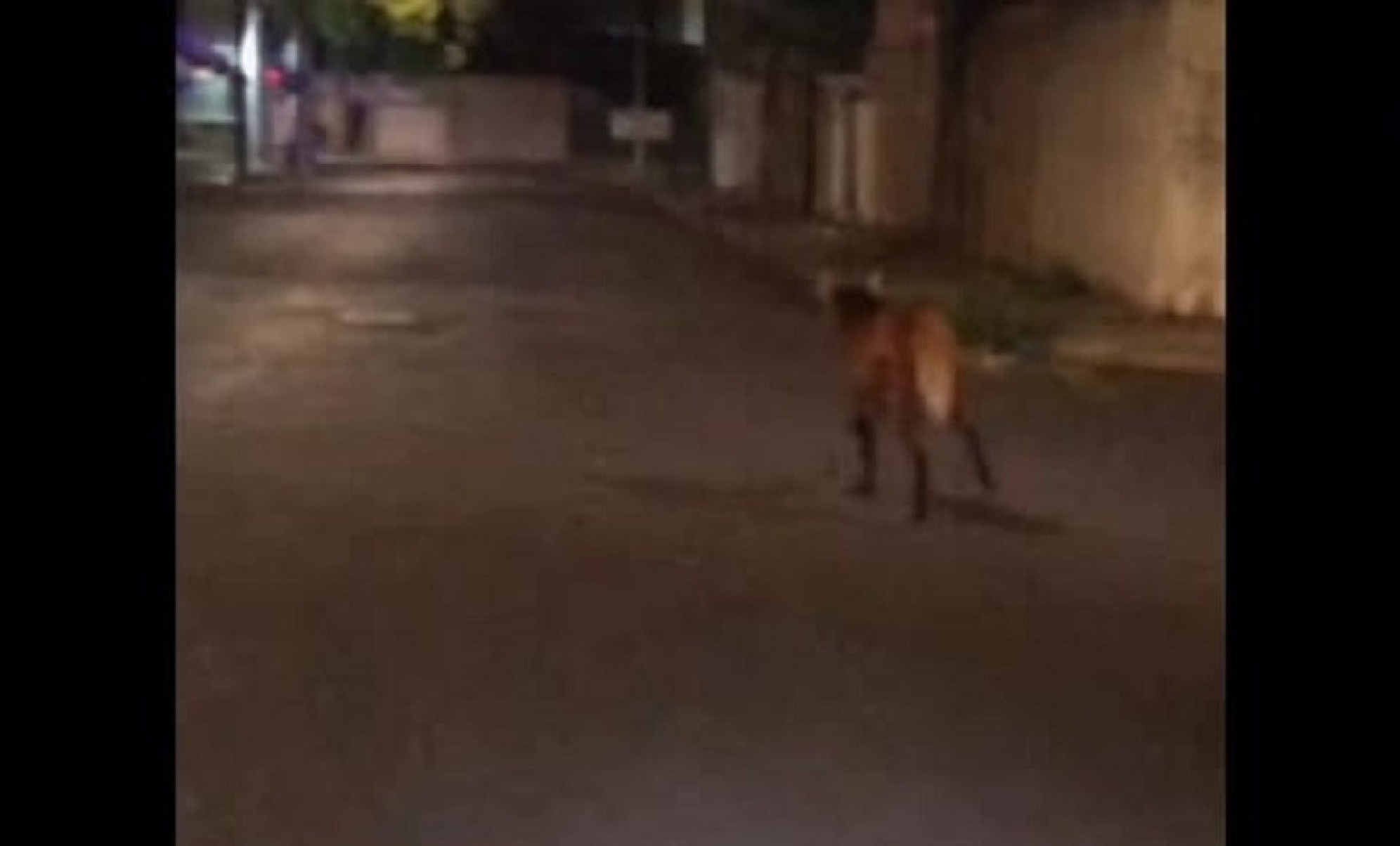 Vídeo: lobo-guará é flagrado correndo pelas ruas de Uberlândia - Reprodu&ccedil;&atilde;o/Redes sociais