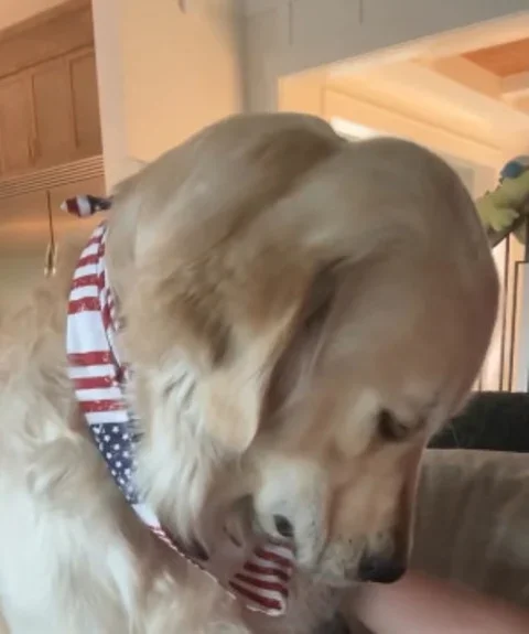 Golden retriever diverte a web após reagir com tristeza ao fim das férias - Foto: Reprodução vídeo Instagram Atlas.The.Golden.boy 