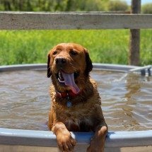 Cachorro com mania de ‘cutucadas’ é reprovado para cão de serviço, mas conquista nova tutora - Reprodução instagram / @samantha_welborn