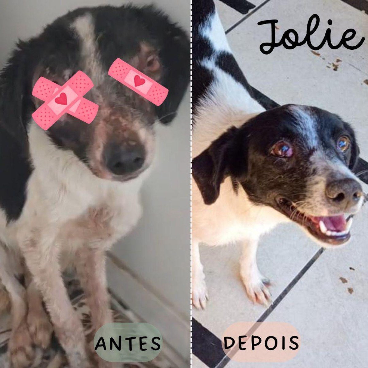 Jolie foi resgatada pela ONG Amor A Quatro Patas e está disponível para adoção