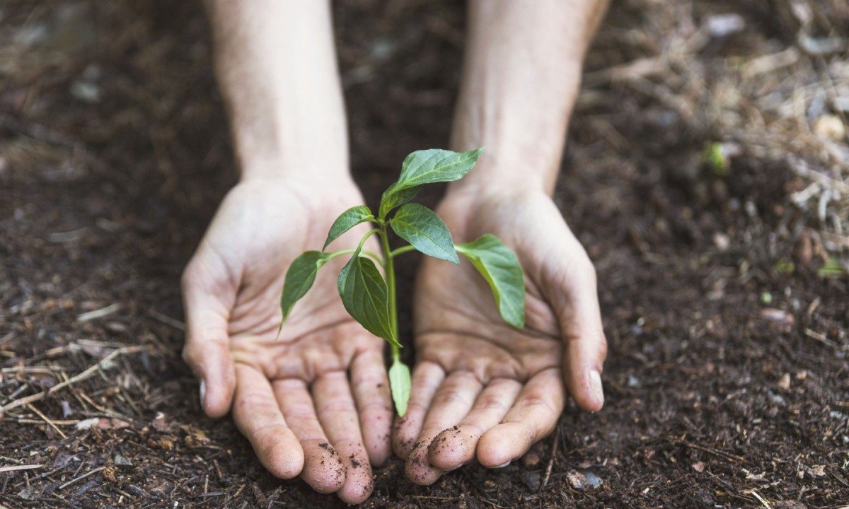 Projeto Viver Territórios promove workshops gratuitos  -  (crédito: DINO)