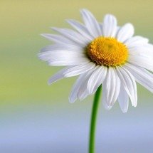 Alegria e delicadeza: margaridas decoram qualquer ambiente - Imagem de Nicky ???????????????? por Pixabay