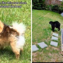 Lulu da pomerânia expulsa urso que invadiu casa no Canadá - TikTok / Reprodução