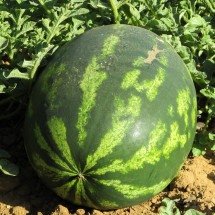 Tudo de bom: melancia é nutritiva, hidratante e ainda contribui no emagrecimento - Imagem de Dimitris Vetsikas por Pixabay

