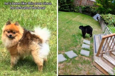 Scout botou urso para correr -  (crédito: TikTok / Reprodução)