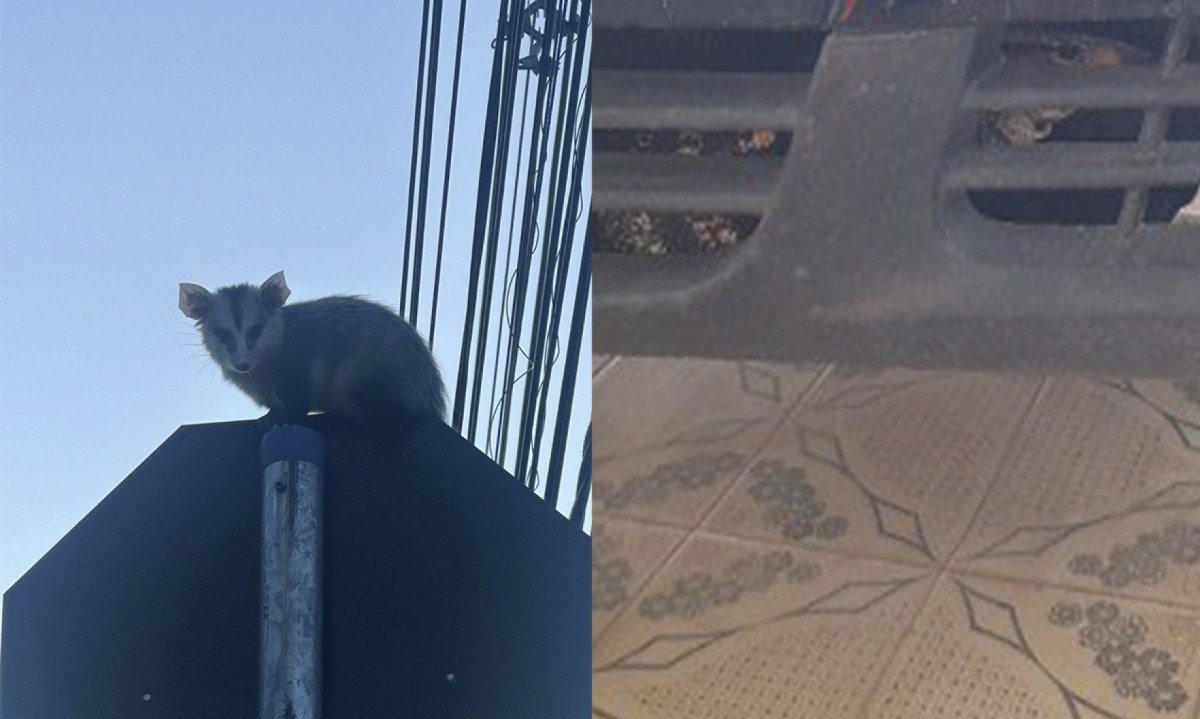 Gambá preso em placa de pare e teiú dentro de compartimento do motor de um carro foram resgatados em MG -  (crédito: Montagem com fotos do CBMMG)
