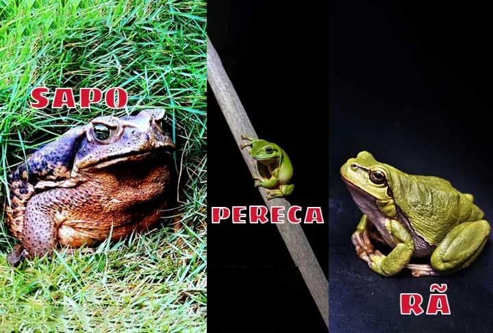 Sapo, perereca e rã: entenda de vez as diferenças entre os anfíbios -  Imagens Pixabay