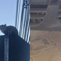 Gambá preso em placa e lagarto dentro de motor são salvos por bombeiros - Montagem com fotos do CBMMG