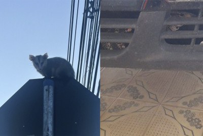 Gambá preso em placa de pare e teiú dentro de compartimento do motor de um carro foram resgatados em MG -  (crédito: Montagem com fotos do CBMMG)