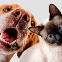 Quais os nomes de pets mais populares no Brasil - FreePik